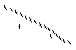 Kranichflug