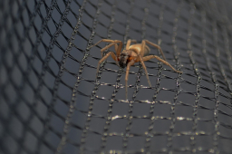 Spinne