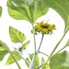 Sonnenblume