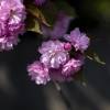 Kirschblüte