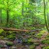 Wald