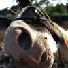 Pferd