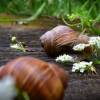 Schnecke